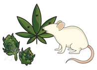 ILLUSTRATION (1)