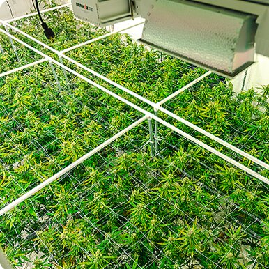 ON-DEMAND_Why-Compliance-and-Safety-are-Crucial-for-Indoor-Cultivation