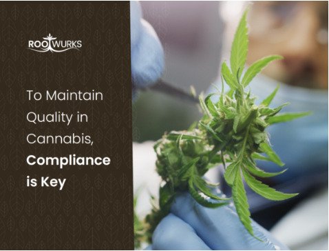 To Maintain Quality in Cannabis, Compliance is Key