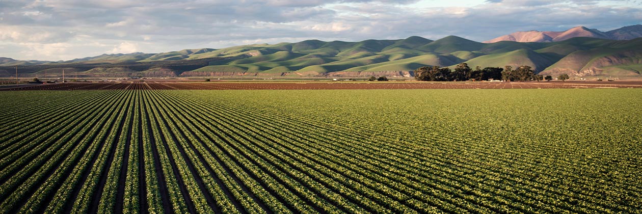 How Climate Change Threatens Food Safety - and What the Industry and the Public Can Do