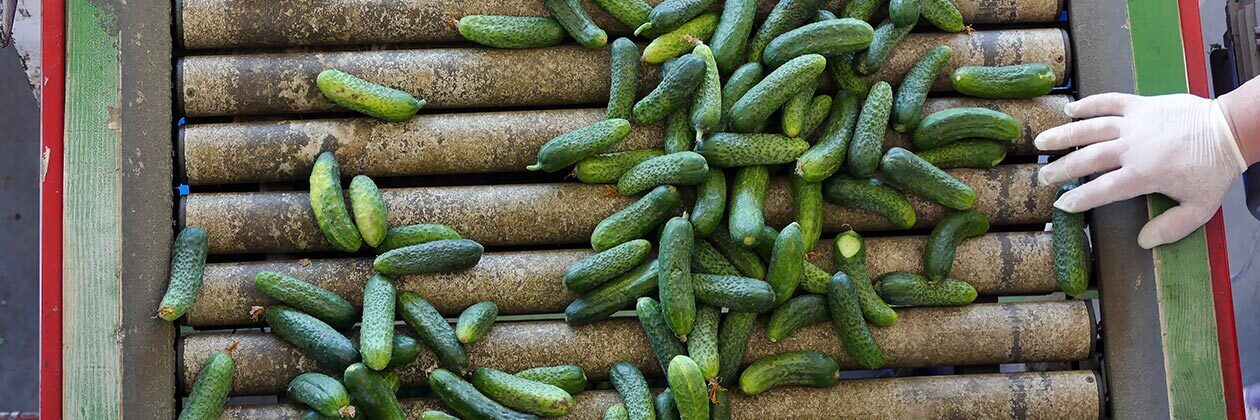 Salmonella Outbreaks Spark Nationwide Recalls of Cucumbers, Tomatoes