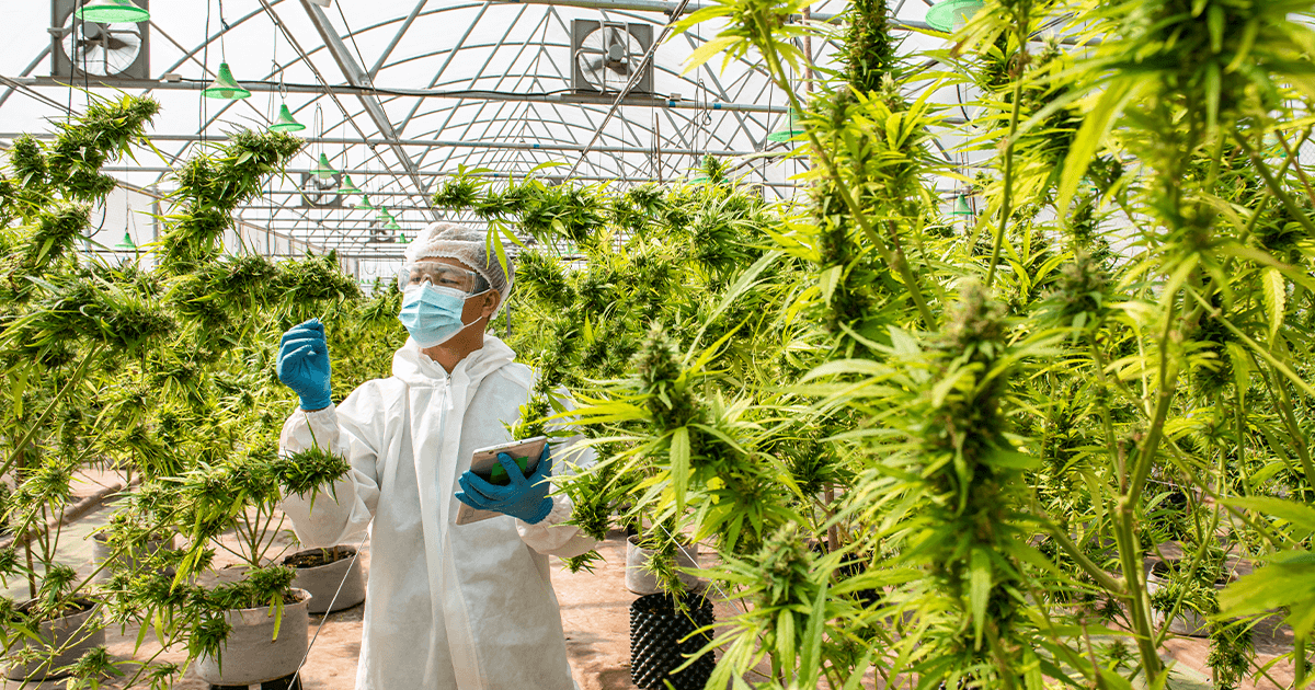 Responsible Vendor Training and Why There is No Innovation in Cannabis Without Compliance