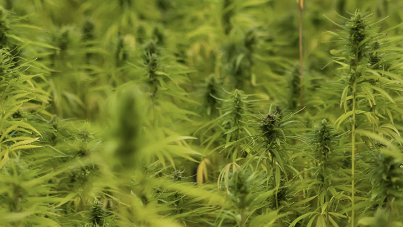 Trump Vows to Make Decision on Cannabis Rescheduling in the Coming Weeks - What Would it Mean for the Industry?